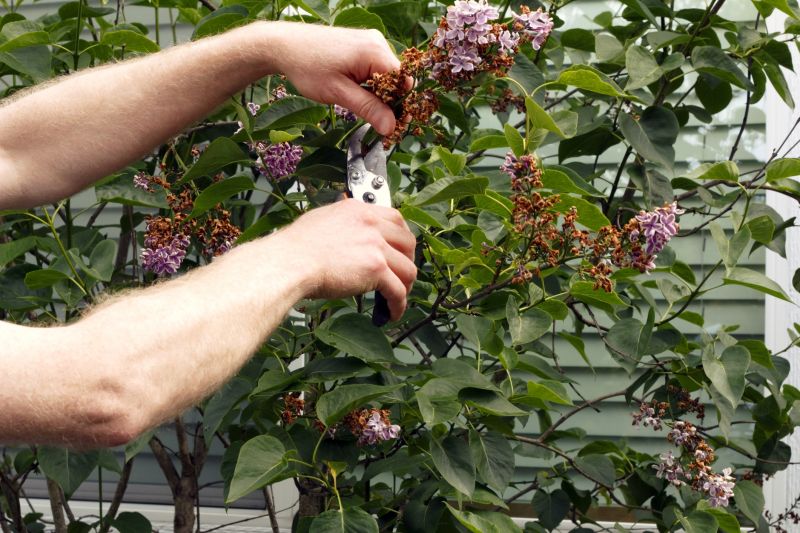 Lilac Pruning Service