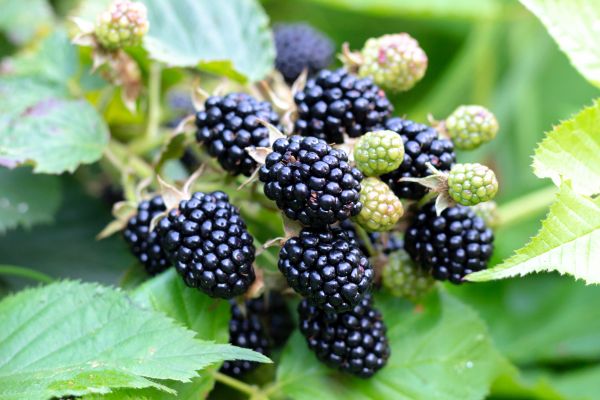 Blackberry Bush Removal in Camarillo
