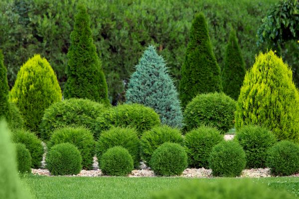 Cost of Bush Shaping Service in Camarillo