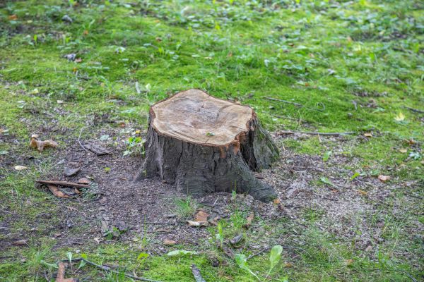 Bush Stump Removal in Camarillo