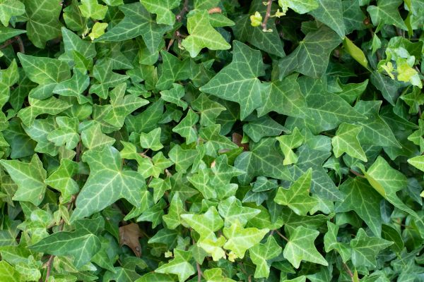 Cost of English Ivy Removal in Camarillo
