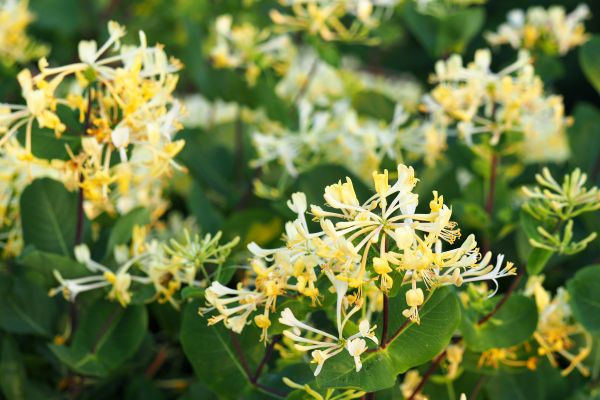 Cost of Honeysuckle Removal in Camarillo