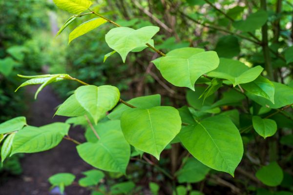 Cost of Invasive Plant Removal in Camarillo