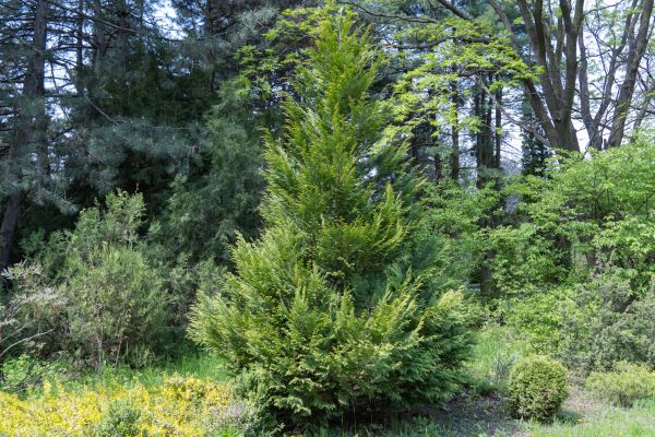 Cost of Juniper Pruning in Camarillo