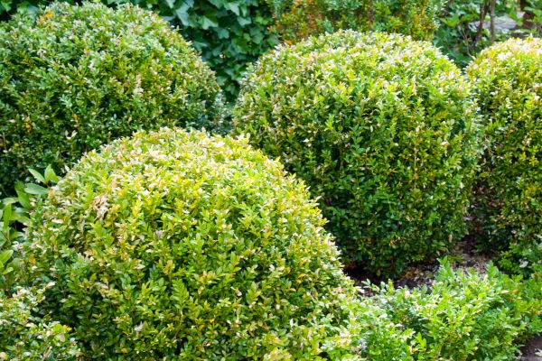 Cost of Landscape Trimming Service in Camarillo