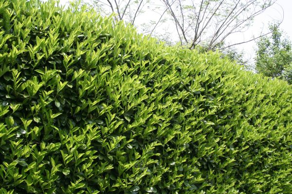 Cost of Laurel Removal in Camarillo