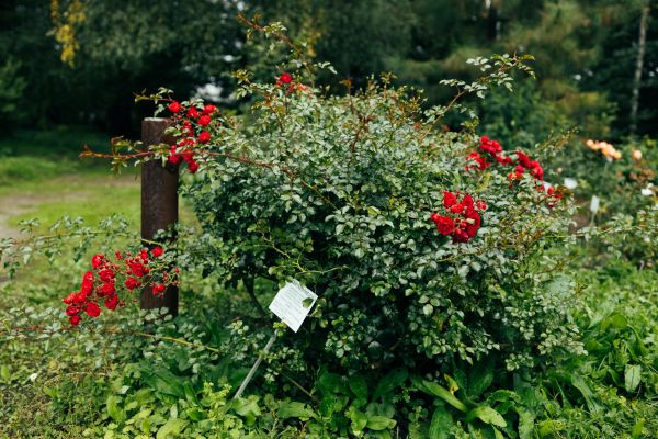 Cost of Rose Bush Removal in Camarillo