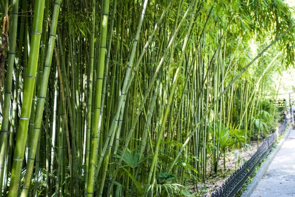 Cost of Bamboo Root Removal in Camarillo