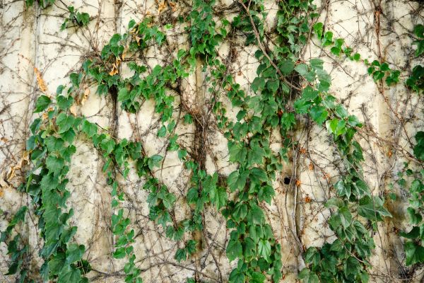 Cost of Vine Removal Service in Camarillo