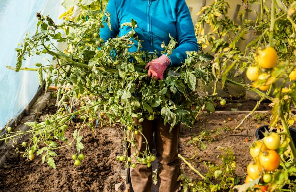Cost of Garden Plant Removal in Camarillo
