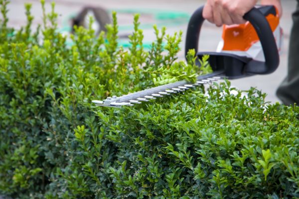Hedge Shearing in Camarillo