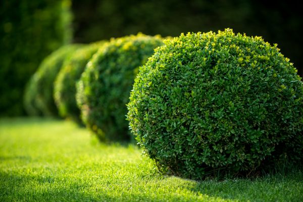 Cost of Bush Pruning in Camarillo