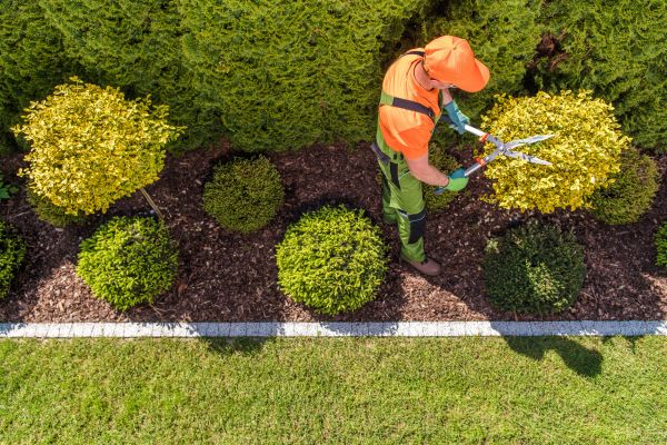 Cost of Topiary Trimming in Camarillo