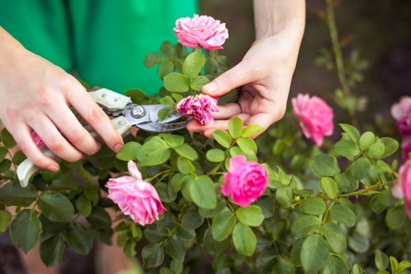 Cost of Rose Shearing in Camarillo