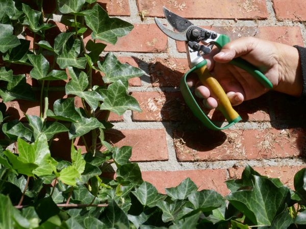 Cost of Ivy Removal Service in Camarillo