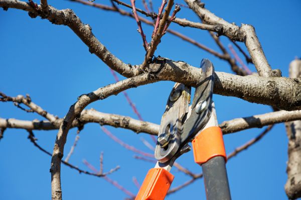 Cost of Selective Pruning in Camarillo