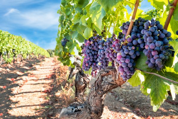 Cost of Grapevine Pruning in Camarillo