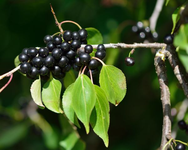 Cost of Buckthorn Removal in Camarillo