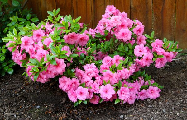 Cost of Azaleas Removal in Camarillo