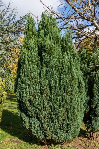 Cost of Juniper Trimming in Camarillo