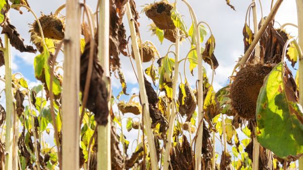 Cost of Dead Plant Removal in Camarillo