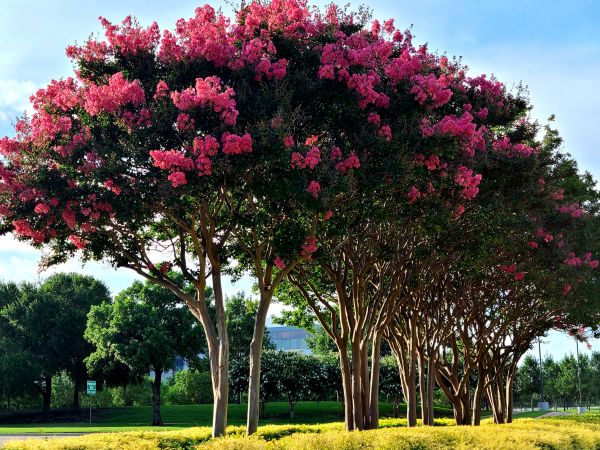 Cost of Crepe Myrtle Pruning in Camarillo