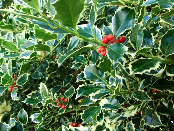 Cost of Holly Bushes Trimming in Camarillo