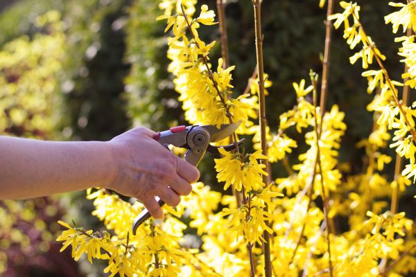 Forsythia Pruning in Camarillo