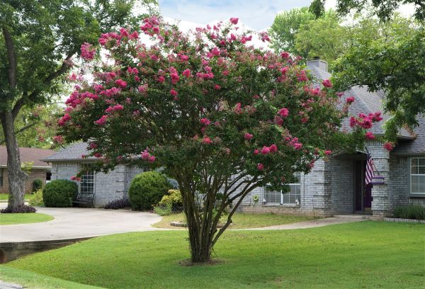 Crepe Myrtle Trimming in Camarillo