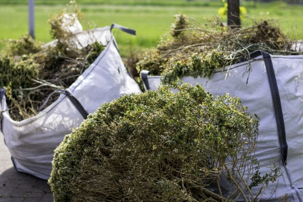 Cost of Shrubs Removal in Camarillo