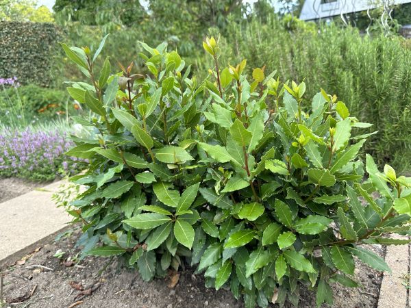 Cost of Laurel Hedge Removal in Camarillo