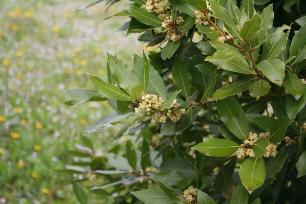 Cost of Laurel Trimming in Camarillo