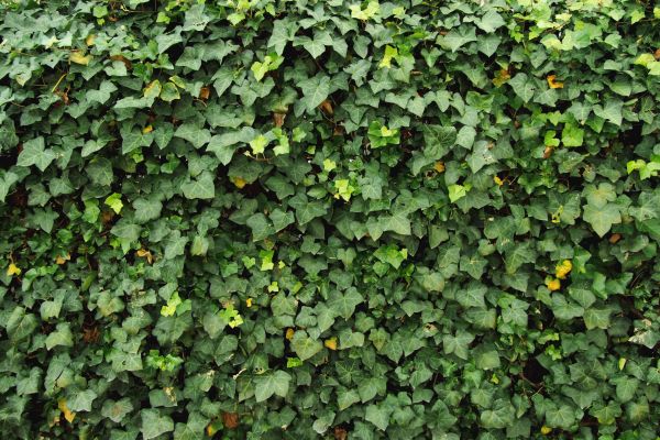 Cost of Ivy Pruning service in Camarillo