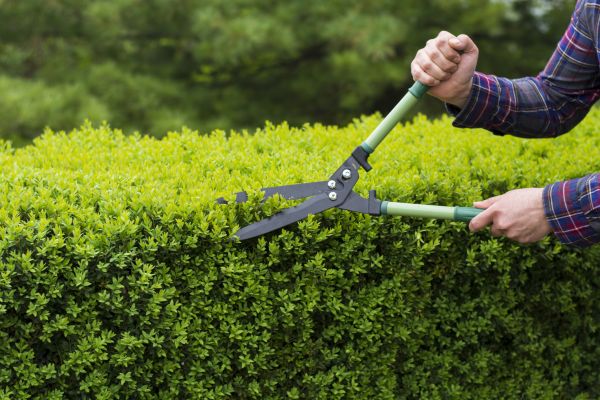 Cost of Evergreen Shrub Pruning in Camarillo