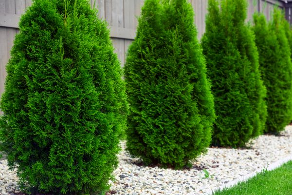 Cost of Arborvitae Shaping in Camarillo