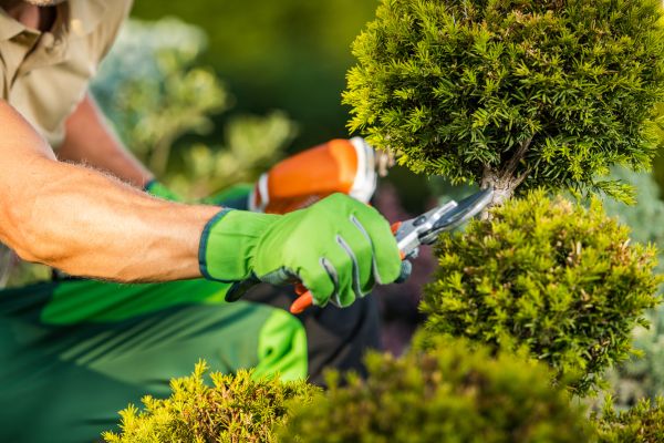 Cost of Landscape Pruning Service in Camarillo