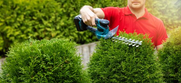 Cost of Hedge Shaping Service in Camarillo