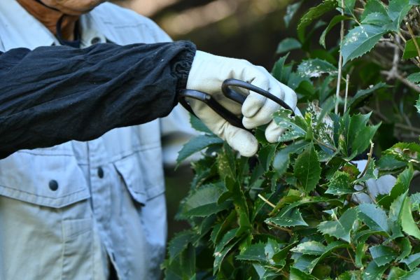 Holly Pruning in Camarillo