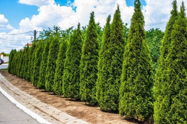 Cost of Arborvitae Shearing in Camarillo
