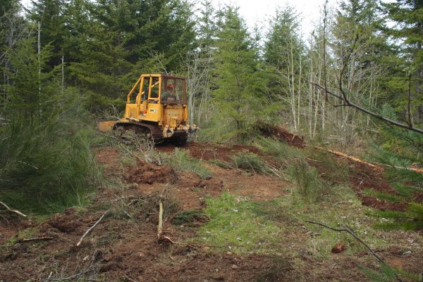 Cost of Shrubbery Clearing in Camarillo