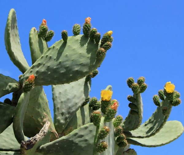 Cost of Cactus Removal in Camarillo