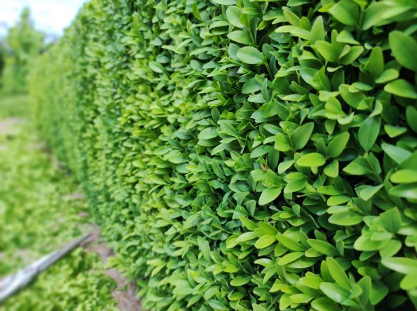 Cost of Boxwood Pruning in Camarillo
