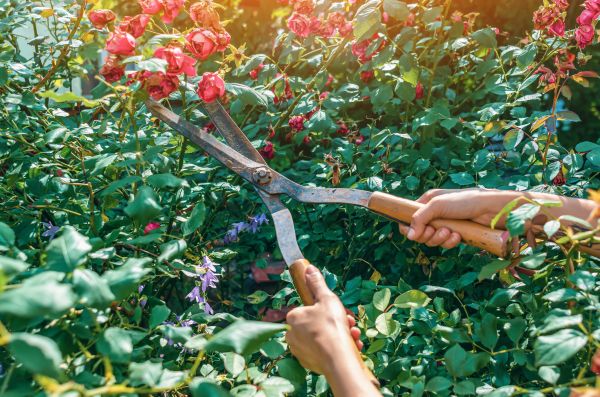 Knockout Roses Pruning in Camarillo