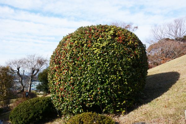 Cost of Holly Shrub Pruning in Camarillo