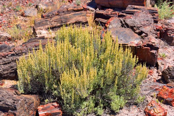 Cost of Sagebrush Removal in Camarillo
