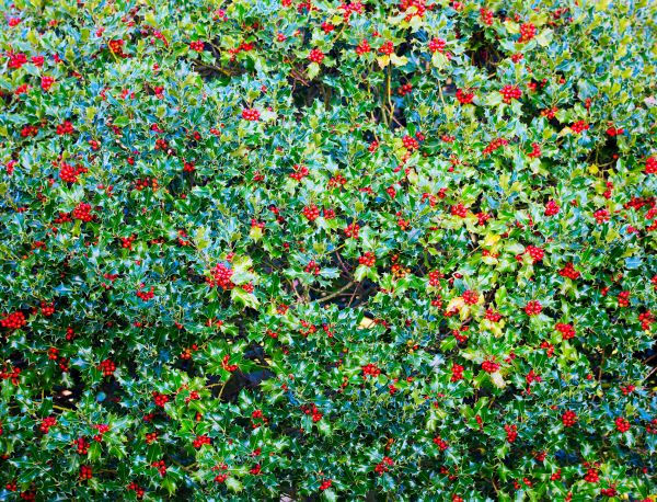 Cost of Holly Bush Removal in Camarillo