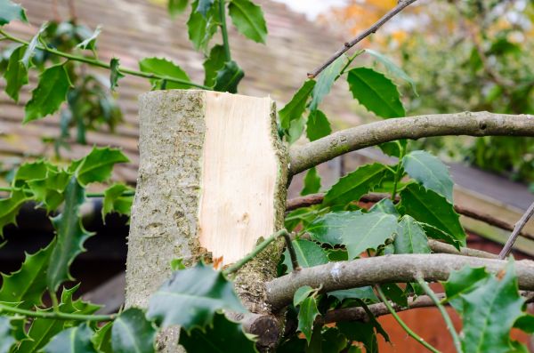 Cost of Holly Tree Removal in Camarillo