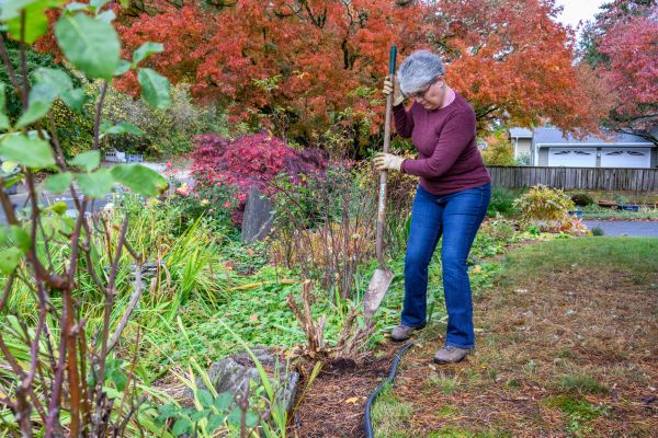 Cost of Dead Bush Removal in Camarillo