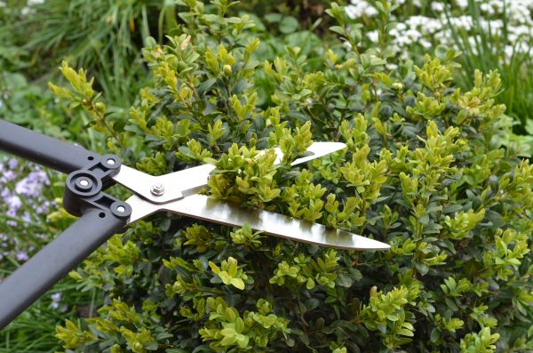 Cost of Boxwood Trimming in Camarillo