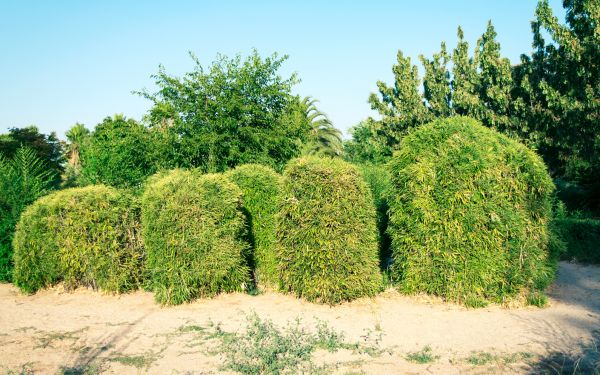 Cost of Bamboo Hedge Removal in Camarillo